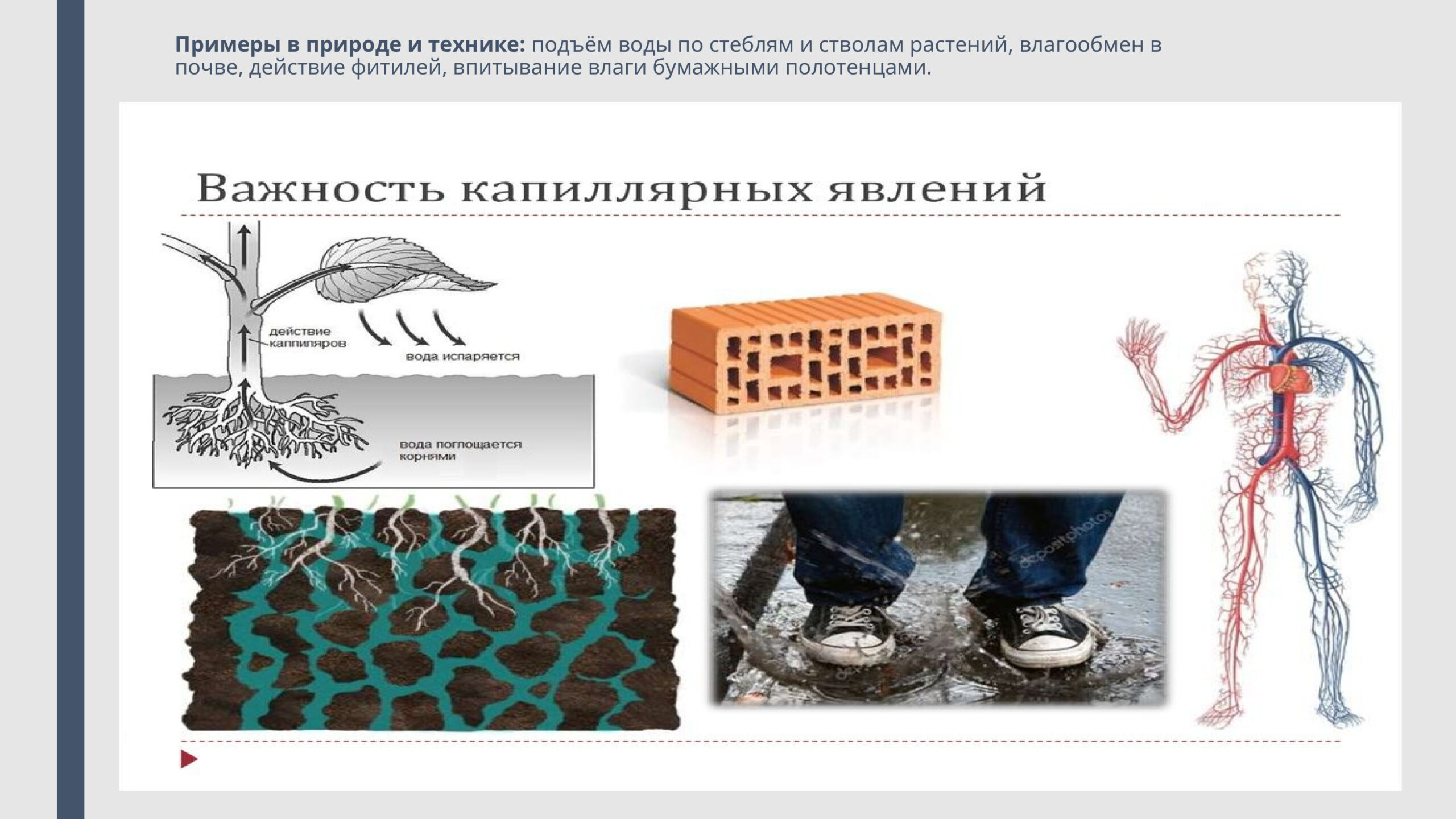 Важность капиллярных явления